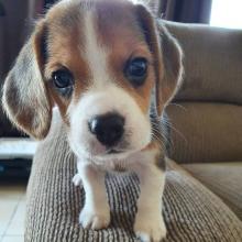 Puppies for sale beagle - Germany, Chemnitz