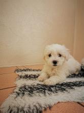 Puppies for sale maltese - Latvia, Jurmala