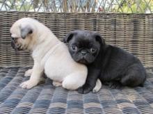 Puppies for sale pug - Cyprus, Larnaca