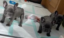 Puppies for sale french bulldog, male and female - USA, California, Los Angeles, Los Angeles. Price 3500 $