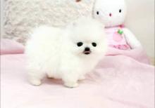 Puppies for sale , pomeranian - Ireland, Dublin