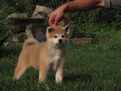 Продам щенка Акита, акита-ину - Казахстан, Караганда. Цена 600 евро