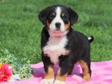 Puppies for sale great swiss mountain dog - Ireland, Dublin