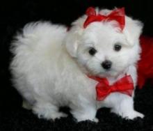 Puppies for sale maltese - Latvia, Bauska