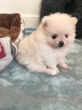 Puppies for sale , pomeranian - Ireland, Cork
