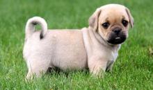 Puppies for sale mixed breed, puggle - Ireland, Dublin