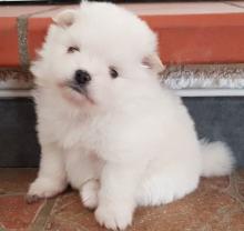 Puppies for sale , pomeranian - Ireland, Laois