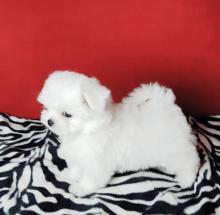 Puppies for sale maltese - Ireland, Limerick