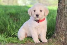 Puppies for sale golden retriever - Slovakia, Banska Bystrica