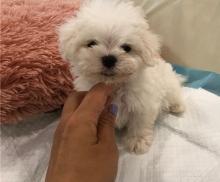 Puppies for sale maltese - Latvia, Ventspils