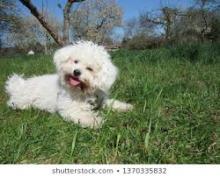 Puppies for sale other breed, bolognese puppy - Finland, Helsinki