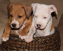 Puppies for sale american staffordshire terrier - Ireland, Dublin