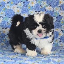 Puppies for sale shih tzu - Slovenia, Piran