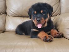 Puppies for sale rottweiler - Ireland, Galway