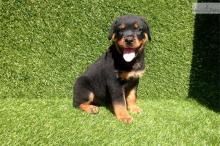 Puppies for sale rottweiler - Ireland, Cork