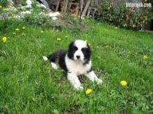 Puppies for sale australian hound - Azerbaijan, Lankaran