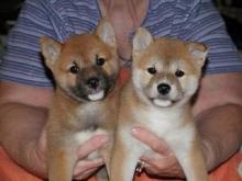 Puppies for sale akita - Kazakhstan, Temirtau