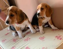 Puppies for sale basenji - Ireland, Offaly