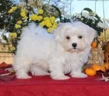 Puppies for sale maltese - Latvia, Ventspils