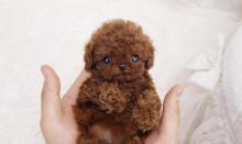 Puppies for sale poodle - Azerbaijan, Azerbaijan