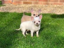 Puppies for sale chihuahua - Ireland, Cork