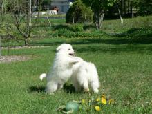 Puppies for sale eskimo dog - Ireland, Cork