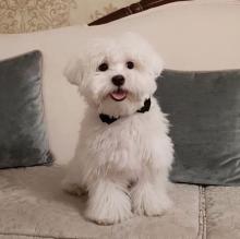 Puppies for sale maltese - United Kingdom, Newcastle
