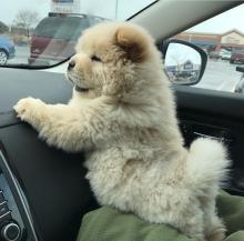 Puppies for sale chow chow - Ireland, Kildare