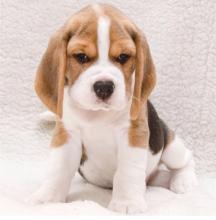 Puppies for sale beagle - Ireland, Antrim