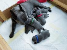 Puppies for sale french bulldog - United Kingdom, Newcastle. Price 900 €