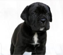 Puppies for sale , cane corso - Ireland, Leitrim