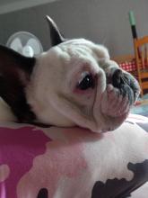 Puppies for sale french bulldog - Ireland, Longford. Price 480 €