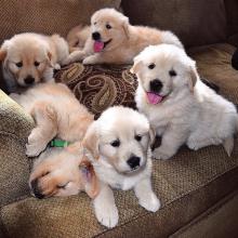 Puppies for sale golden retriever - Estonia, Kohtla-Jarve