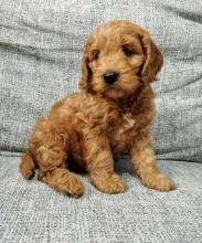 Puppies for sale , cockapoo - Ireland, Cork