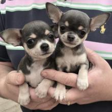 Puppies for sale chihuahua - Portugal, Port. Price 21 €