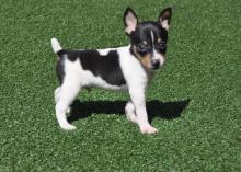 Puppies for sale fokxterer - United Kingdom, Grimsby