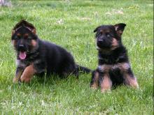 Puppies for sale german shepherd dog - Hungary, Debrecen