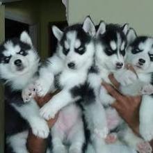 Puppies for sale haski - Austria, Vienna