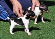 Puppies for sale fokxterer - Czech Republic, Brno. Price 21 €