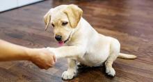 Puppies for sale labrador - Ireland, Dublin. Price 250 €