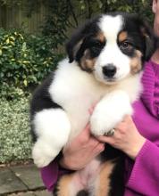 Puppies for sale australian shepherd - Germany, Solingen. Price 250 €