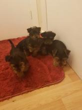 Puppies for sale yorkshire terrier - Germany, Oranienburg. Price 250 €