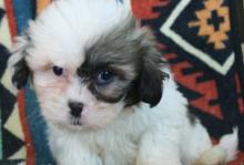 Puppies for sale lhasa apso - Germany, Trier. Price 250 €