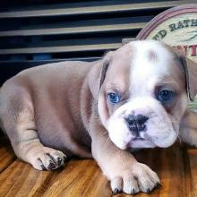 Puppies for sale boxer - France, Saint-Etienne