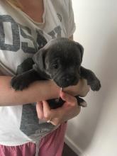 Puppies for sale staffordshire bull terrier - Germany, Sprout. Price 250 €