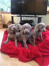 Puppies for sale weimaraner - Germany, Stuttgart. Price 250 €