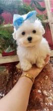 Puppies for sale maltese - Austria, Innsbruck