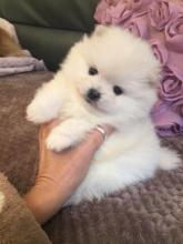 Puppies for sale pomeranian spitz - Latvia, Riga. Price 250 €