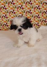 Puppies for sale shih tzu - United Kingdom, Newcastle