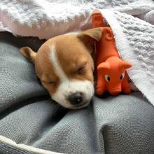 Puppies for sale jack russell terrier - Portugal, Lisbon